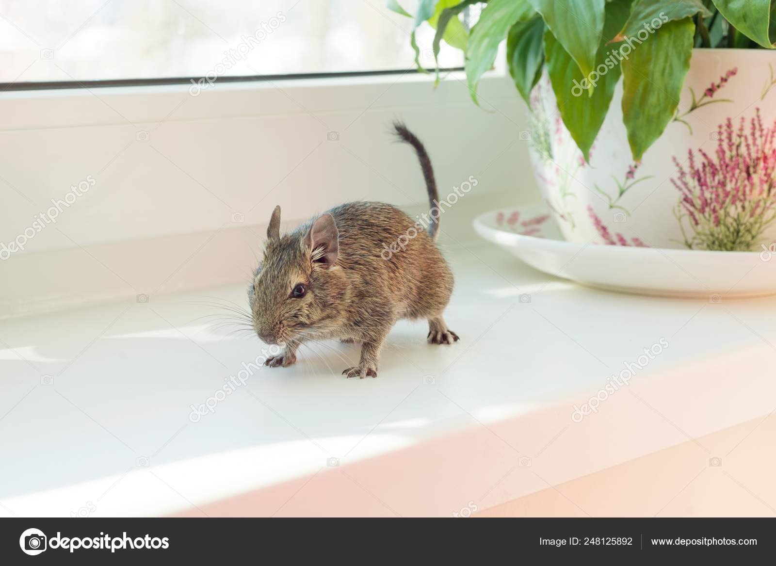 Chilean squirrel degu pet pose on the windowsill — Stock Photo