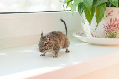 Şili sincap degu evde beslenen hayvan poz kenarında