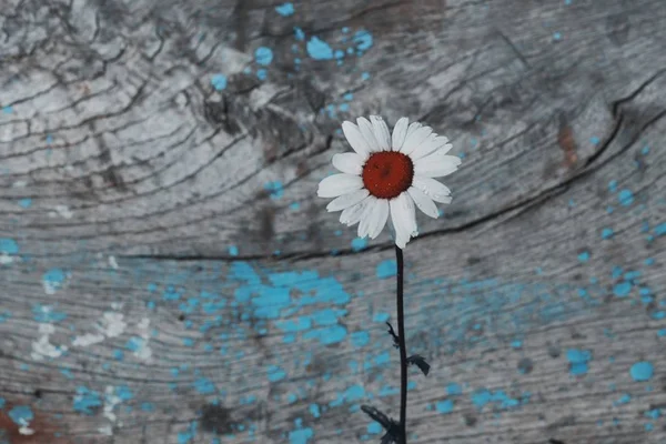 Uma flor de camomila no fundo de madeira vintage, espaço de cópia — Fotografia de Stock