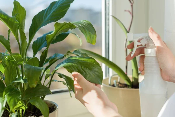 Gros plan de la plante verte en pot sur le rebord de la fenêtre et les mains femme avec pulvérisation de feuilles avec de l'eau . — Photo