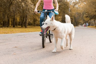 Köpek kadın parkta yolda beyaz bir husky köpek ile bisiklet sürme, yakın çekim