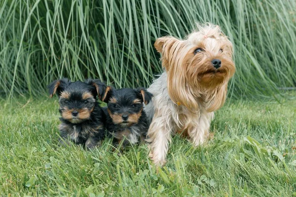 Metr porträtt av Mumien och två små valpar av Yorkshire terrier. Hundar sitter på grön gräsmatta, tittar på kameran — Stockfoto