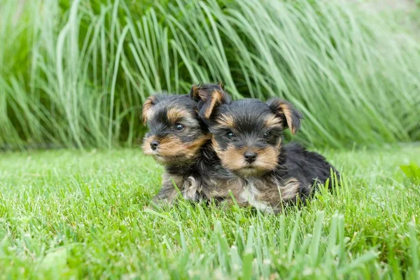 İki küçük yorkshire terrier köpek yavrusu doğada poz. Köpekler yeşil çim, kameraya, seyir üzerinde oturuyor yakın çekim