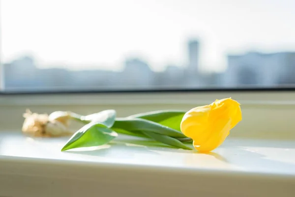 One flower yellow tulip with bulb on window sill, sunny spring day — Stock Photo, Image