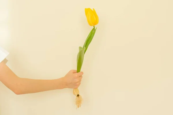 Child hand with one flower yellow tulip with bulb, background light wall, gives flower, spring holiday — Stock Photo, Image