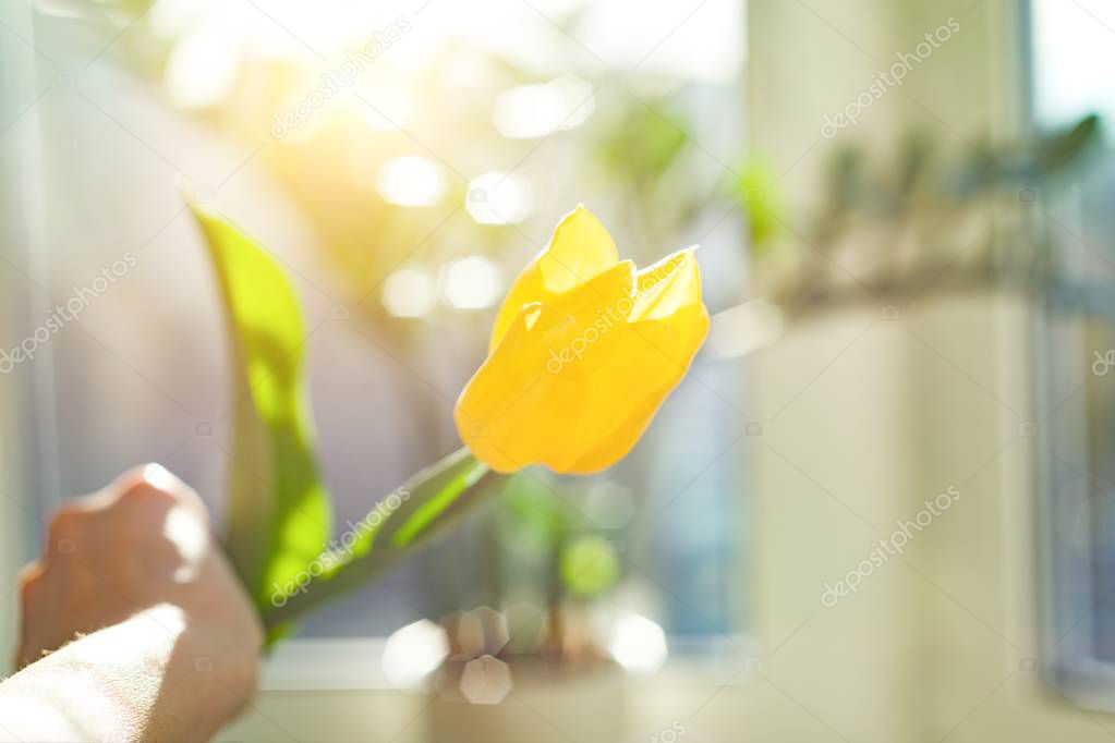 One flower yellow tulip in female hand background blue sky and sunset, spring holiday season