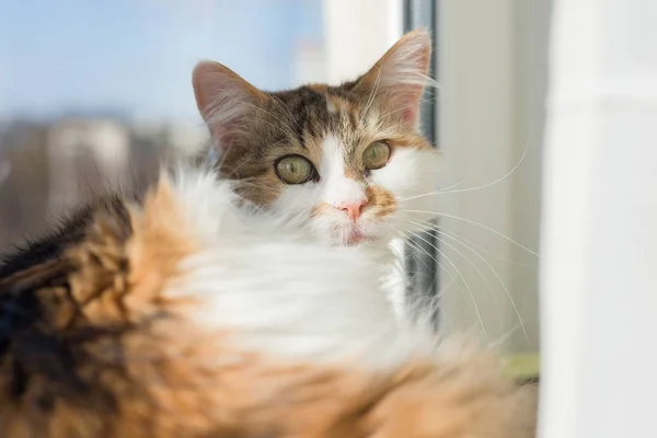 Retrato de 10 anos de idade doméstico tricolor gato feminino olhando para a câmera deitada no peitoril da janela, azul ensolarado céu fundo — Fotografia de Stock