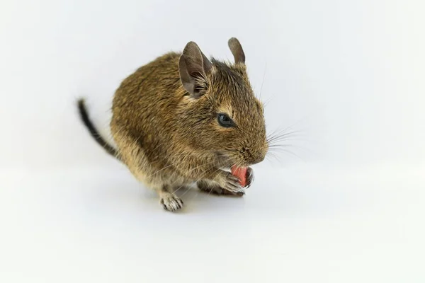 칠레 다람쥐 degu 먹는 땅콩 너트, 흰색 배경에 고립 — 스톡 사진
