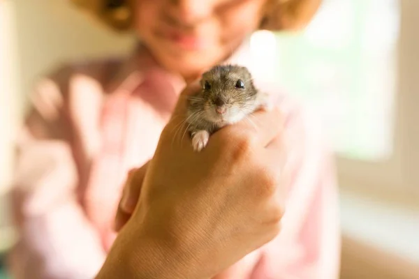 Gray Dzungarian hamster in de handen van zijn kleine eigenaar meisjes, close-up — Stockfoto