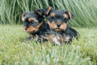 İki küçük yorkshire terrier köpek yavrusu doğada poz. Köpekler yeşil çim, kameraya, seyir üzerinde oturuyor yakın çekim