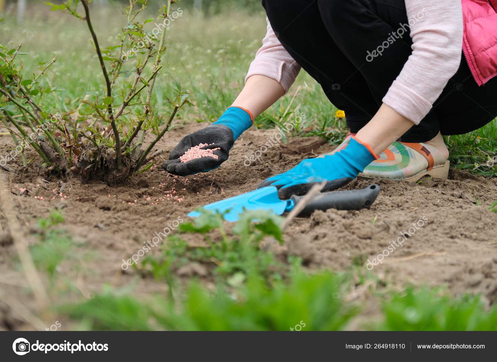 Чем удобрять цветы весной в саду. Удобрение для деревьев. Удобрения для сада. Подкормка роз. Розы в огороде.