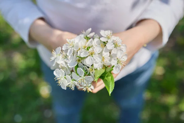 Feliz Día de las Madres, flores de cerezo blanco en manos de niña, primer plano, al aire libre — Foto de Stock
