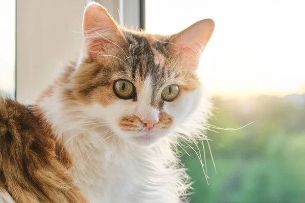 Gato tricolor doméstico sentado perto da janela na sala, olhando surpreso — Fotografia de Stock