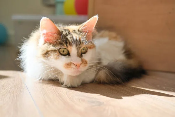 Gato tricolor doméstico acostado en el suelo en la habitación, tomando el sol, mirando sorprendido —  Fotos de Stock