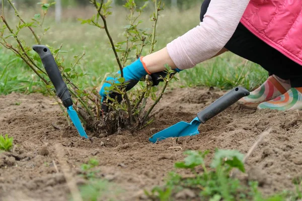 Spring gardening, mature female gardener wearing gloves with garden tools and soil under rose bush