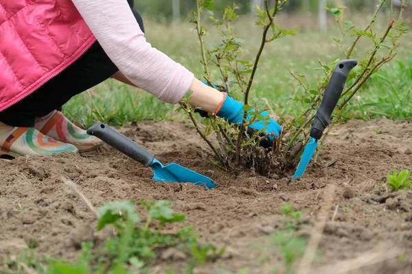 园丁的特写镜头手拿防护手套与园艺工具在玫瑰树丛下的土壤工作，春天园艺 — 图库照片