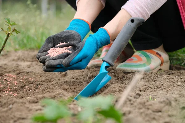 Минерально-химические гранулированные удобрения в руках женщины, работающей в весеннем саду, крупным планом розовые кусты удобрения — стоковое фото