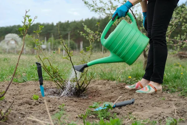 Spring work in garden, female gardener watering rose bush, soil under bush is loosened with garden tools and fertilized with mineral fertilizers.