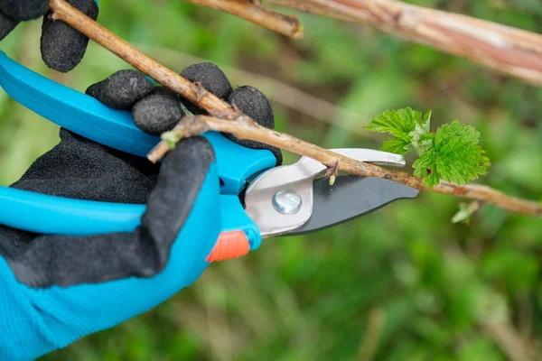 Крупним планом руки роблять весняну обрізку кущів малини, садівник в рукавичках з садовим промивальником . — стокове фото