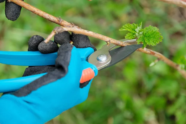 Закрытие рук при весенней обрезке малиновых кустов, садовник в перчатках с садовой обрезкой . — стоковое фото
