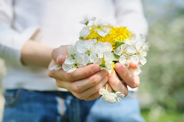 女の子の手に桜と黄色のタンポポの春の白い花のシンボル、クローズアップトップビュー — ストック写真