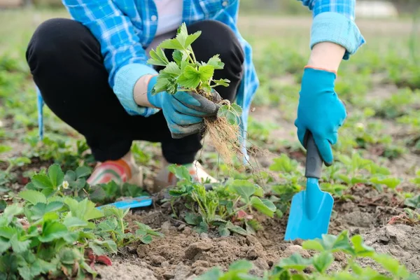 Kebun musim semi, tangan wanita dalam sarung tangan dengan alat kebun Tanaman stroberi semak-semak di tanah — Stok Foto