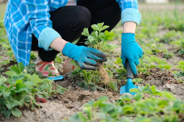 Kebun musim semi, tangan wanita dalam sarung tangan dengan alat kebun Tanaman stroberi semak-semak di tanah — Stok Foto