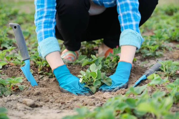 Kebun musim semi, tangan wanita dalam sarung tangan dengan alat kebun Tanaman stroberi semak-semak di tanah — Stok Foto