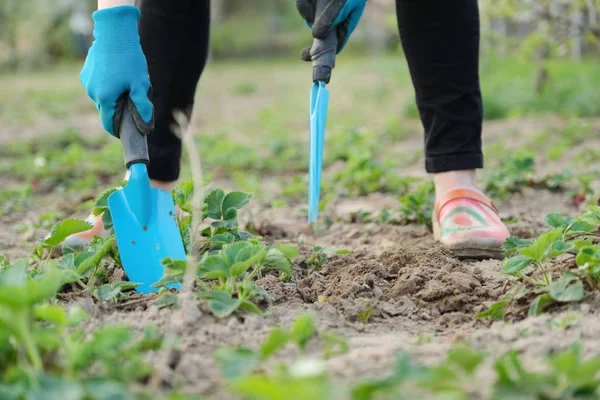 Gardener cultivates soil with hand tools, spring gardening, strawberry cultivation.