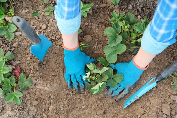 Весенний сад, руки женщины в перчатках с садовыми инструментами — стоковое фото