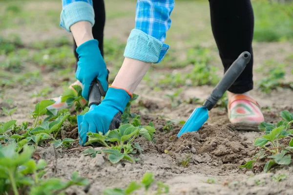 Tukang kebun membudidayakan tanah dengan peralatan tangan, berkebun musim semi, budidaya stroberi . — Stok Foto