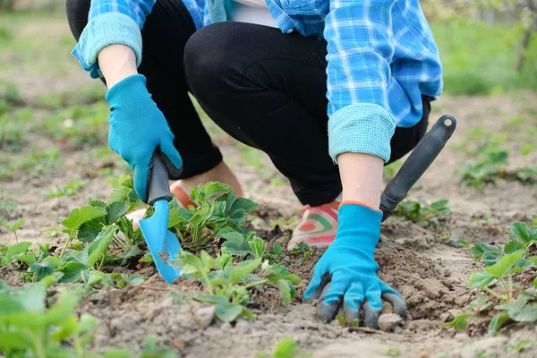 Tukang kebun membudidayakan tanah dengan peralatan tangan, berkebun musim semi, budidaya stroberi . — Stok Foto