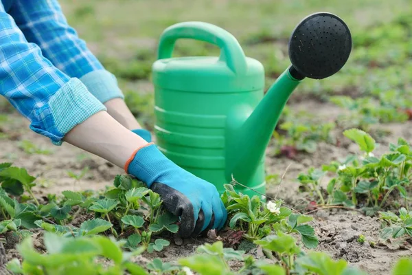 Tukang kebun membudidayakan tanah dengan peralatan tangan, pekebun musim semi, pengairan dan penanaman stroberi . — Stok Foto