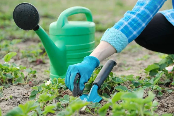 Gardener cultivates soil with hand tools, spring gardening, watering and strawberry cultivation.