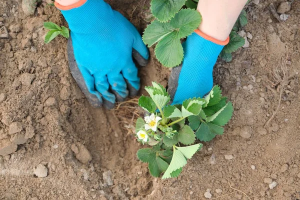 Jardim de primavera, mãos de mulher em luvas com ferramentas de jardim arbustos de morango de fábrica no solo — Fotografia de Stock