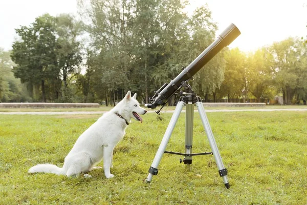 White husky dog with telescope sitting on the grass — Stock Photo, Image