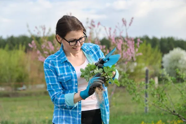 Lente portret van volwassen vrouw in tuin met gereedschap, aardbei struiken. — Stockfoto