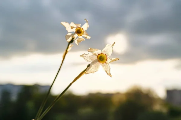 Duas flores murchas de narciso branco na mão mulher, céu de pôr-do-sol de noite dramática com nuvens — Fotografia de Stock