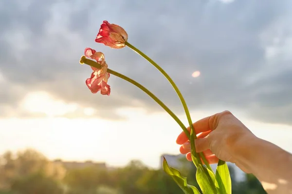 Two withered flowers of tulips in hand woman, dramatic evening sunset sky with clouds