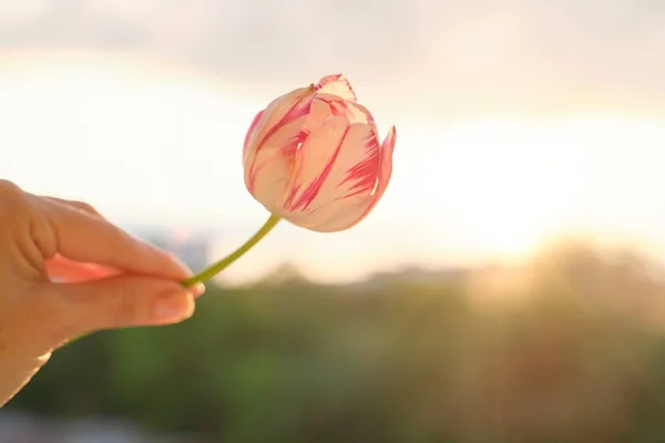 Single flower in female hand. Beautiful tulip, sky background with clouds, evening sunset — Stock Photo, Image