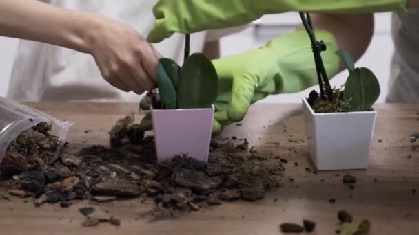 Nahaufnahme von Hand Kind Tochter und Mutter Pflanzung Orchideen in Blumentöpfen zusammen — Stockvideo
