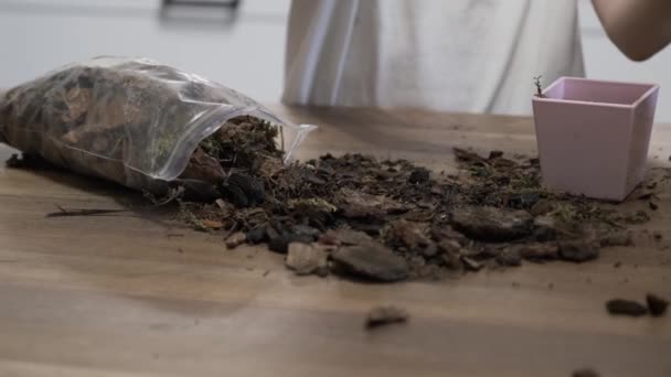 Primer plano de la mano niño hija y madre plantación de orquídeas en macetas juntos — Vídeo de stock