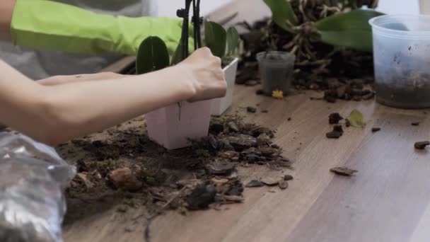 Primer plano de la mano niño hija y madre plantación de orquídeas en macetas juntos — Vídeo de stock