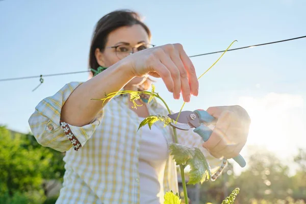 Foto musim semi dari wanita dewasa yang bekerja di kebun anggur, perempuan dengan bentuk pruner semak anggur — Stok Foto