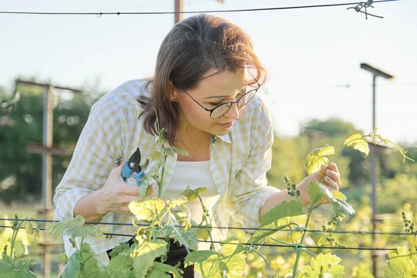 Lente buiten portret van volwassen vrouw werken in wijngaard, vrouw met pruner vormen druivenstruiken — Stockfoto