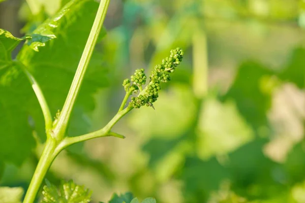 Branches of green leaves of vine, vineyard in spring — Stock Image Branches of green leaves of vine, vineyard in spring Royalty Free Stock Images
