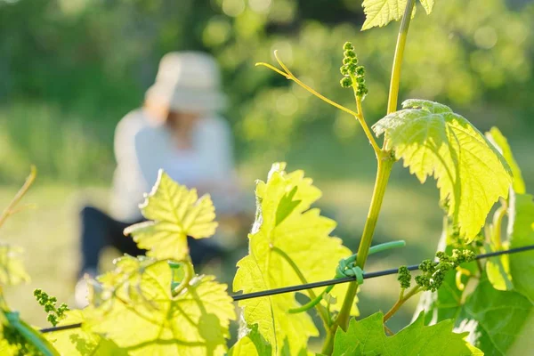 Branches of green leaves of vine, vineyard in spring — Stock Image Branches of green leaves of vine, vineyard in spring Royalty Free Stock Photos