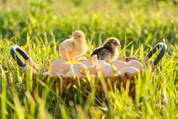 Panier avec des œufs biologiques frais naturels avec deux petits poulets nouveau-nés, fond nature herbe . — Photo