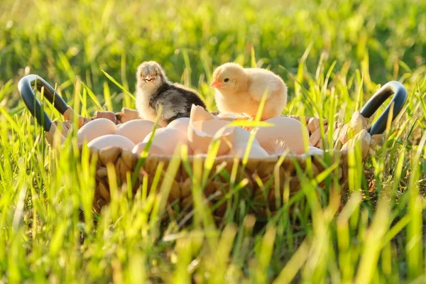 Cesta con huevos orgánicos frescos naturales con dos pollitos recién nacidos, fondo natural de hierba . — Foto de Stock