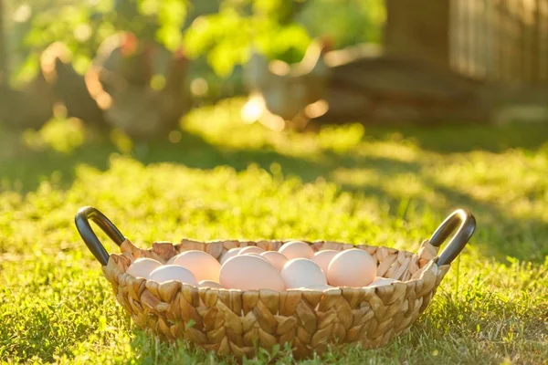 Sepette doğal taze organik çiftlik yumurtaları, çim arka plan doğa altın saat — Stok fotoğraf